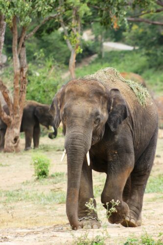 A powerful Asian elephant walking in a lush wildlife sanctuary.