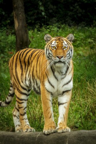 Close-up of a tiger standing gracefully in a lush jungle setting, showcasing its striking stripes.