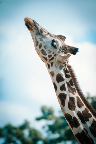 Close-up of a giraffe stretching its neck under a clear blue sky.